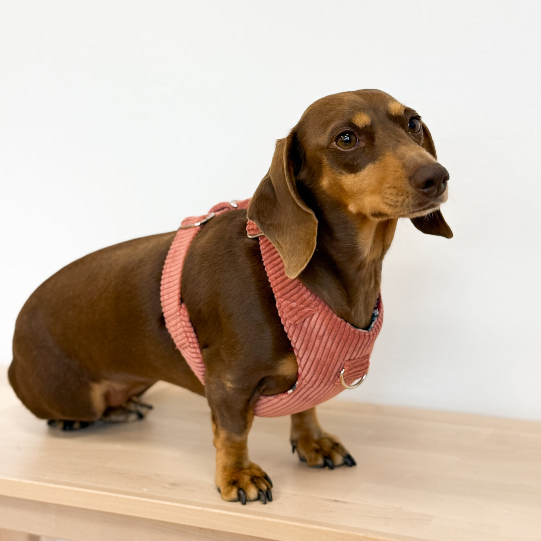 Pack Arnés y Correa Coral