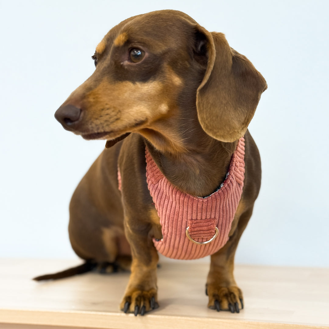 Pack Arnés y Correa Coral