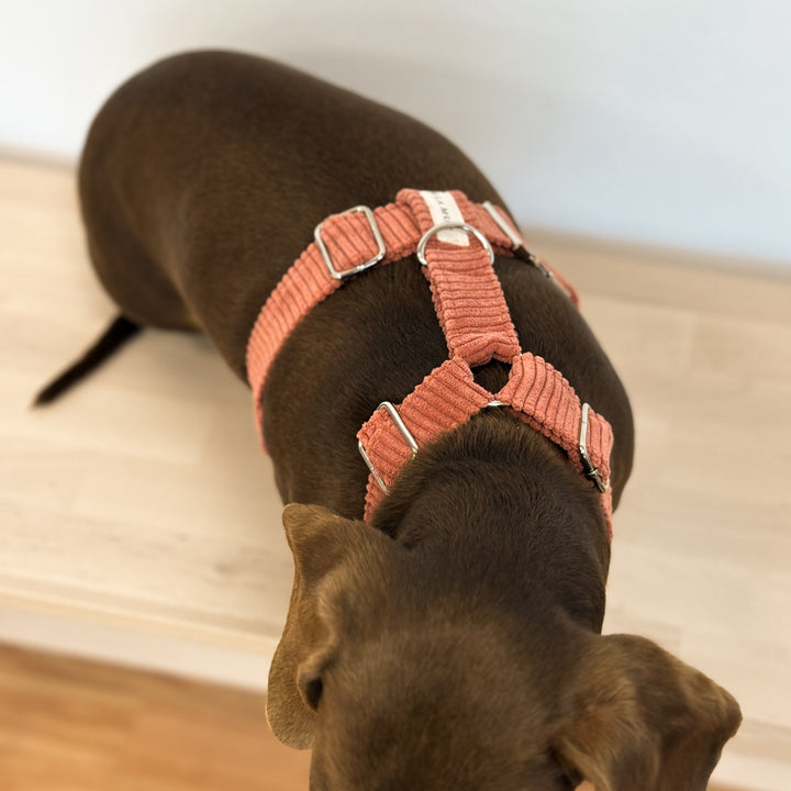 Pack Arnés y Correa Coral