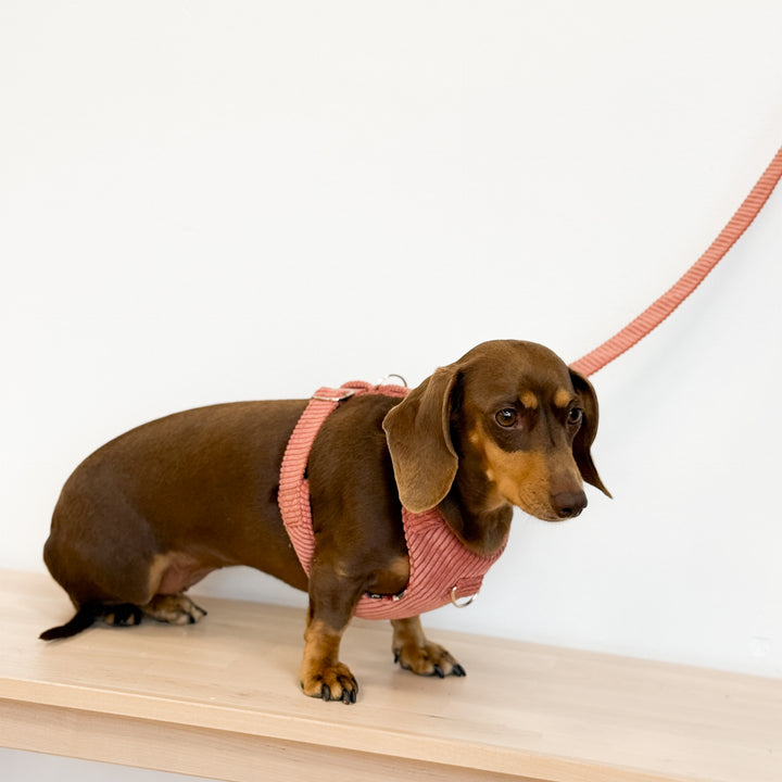 Pack Arnés y Correa Coral