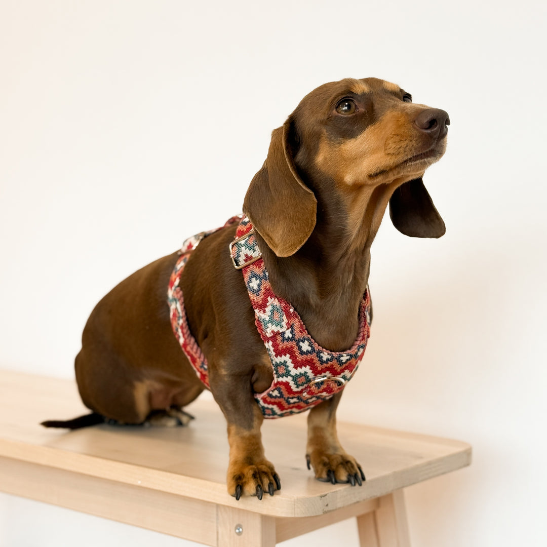 Pack Arnés y Correa Jal