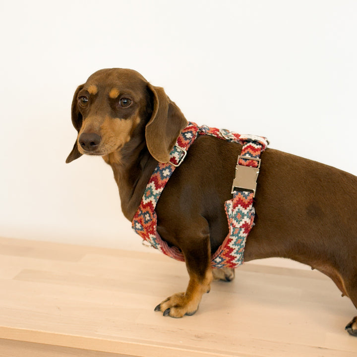 Pack Arnés y Correa Jal