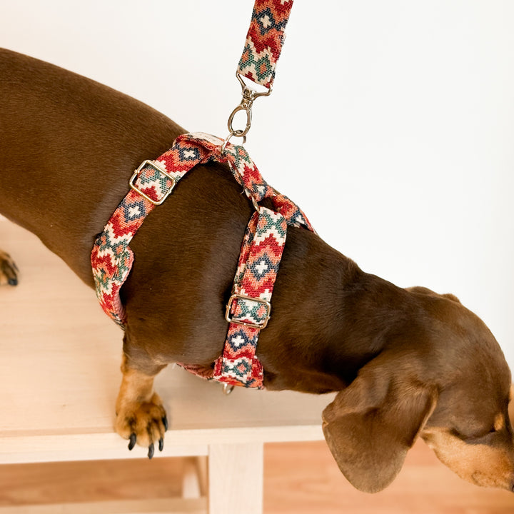 Pack Arnés y Correa Jal