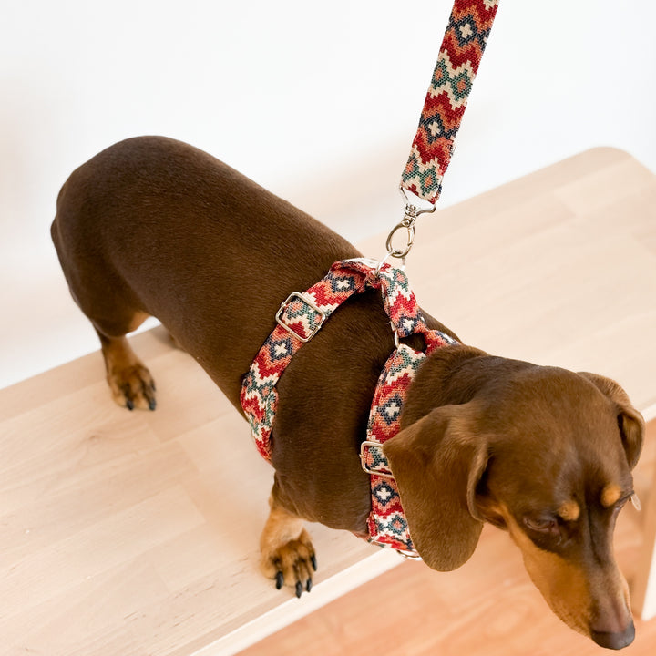 Pack Arnés y Correa Jal