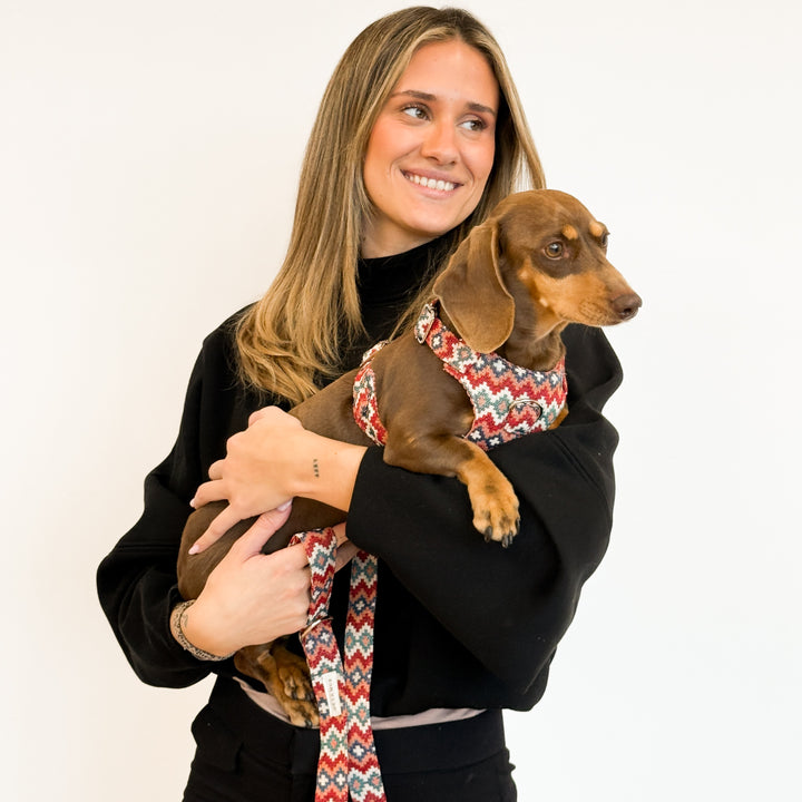 Pack Arnés y Correa Jal