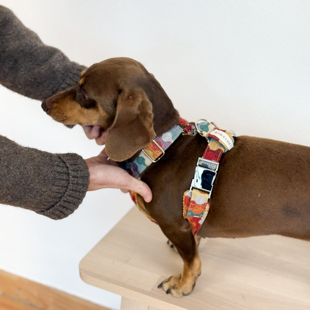 Pack Arnés y Correa Ritzo