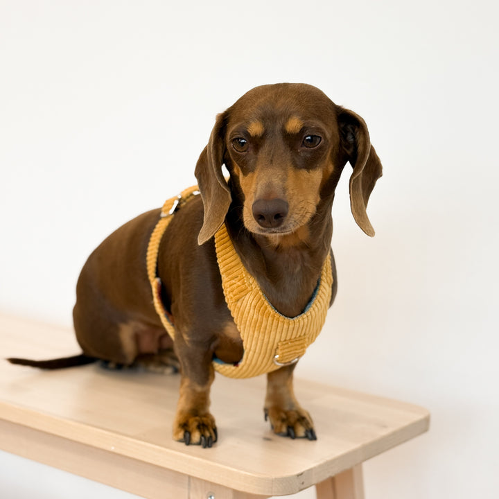 Pack Arnés y Correa Taz