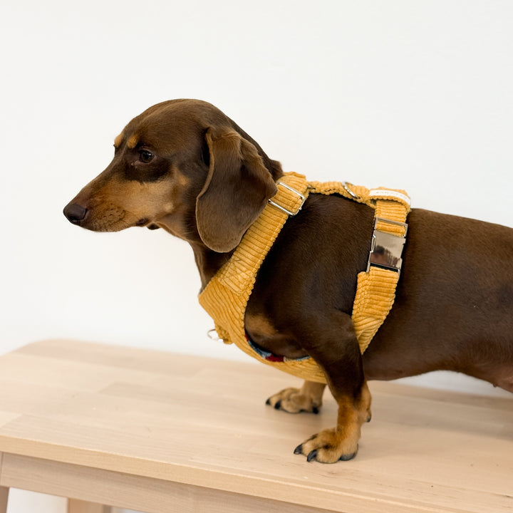 Pack Arnés y Correa Taz