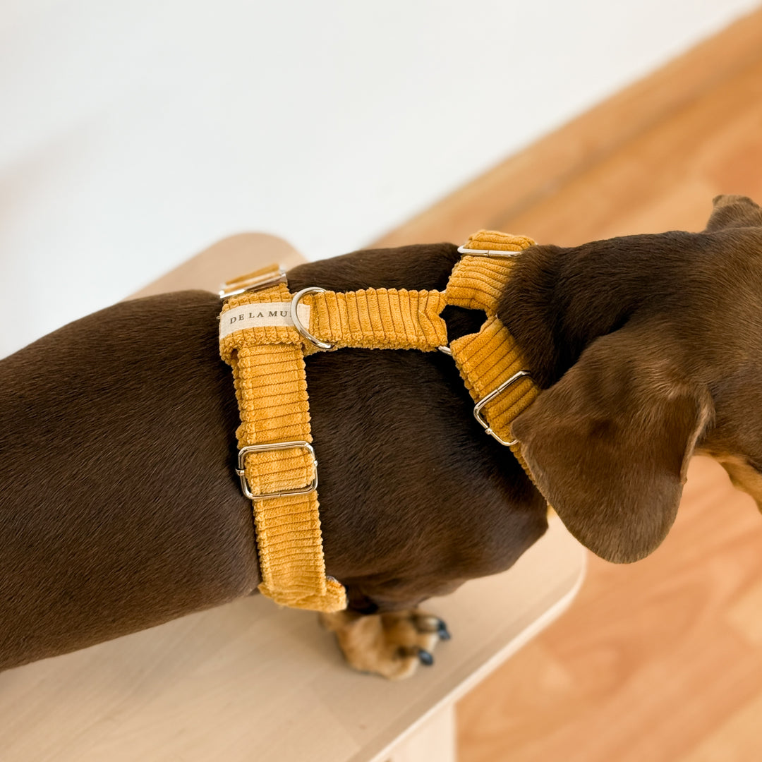 Pack Arnés y Correa Taz