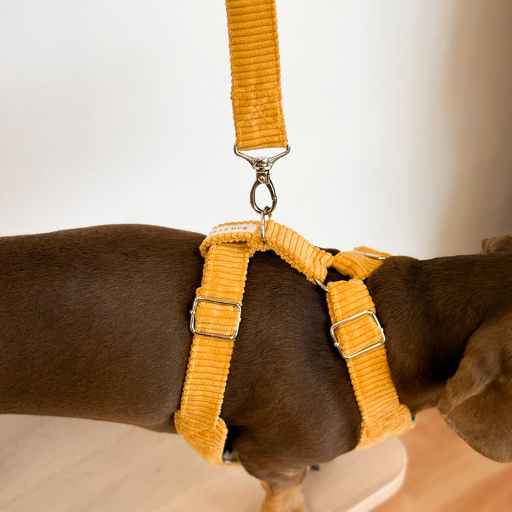 Pack Arnés y Correa Taz