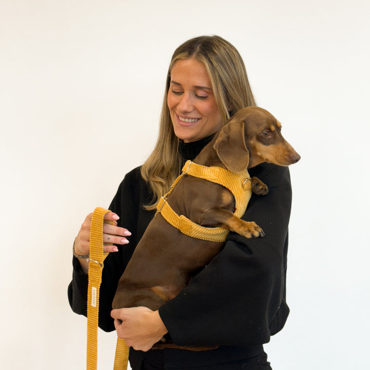 Pack Arnés y Correa Taz