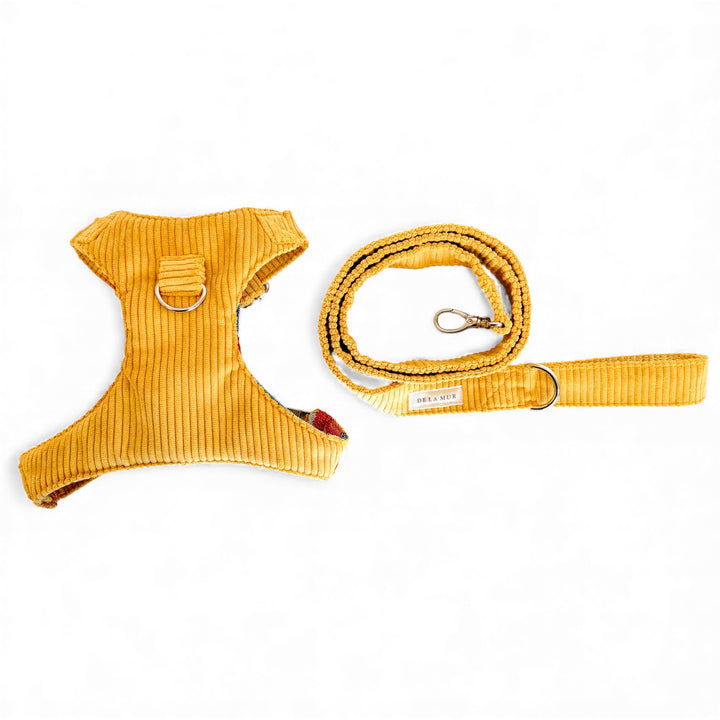 Pack Arnés y Correa Taz