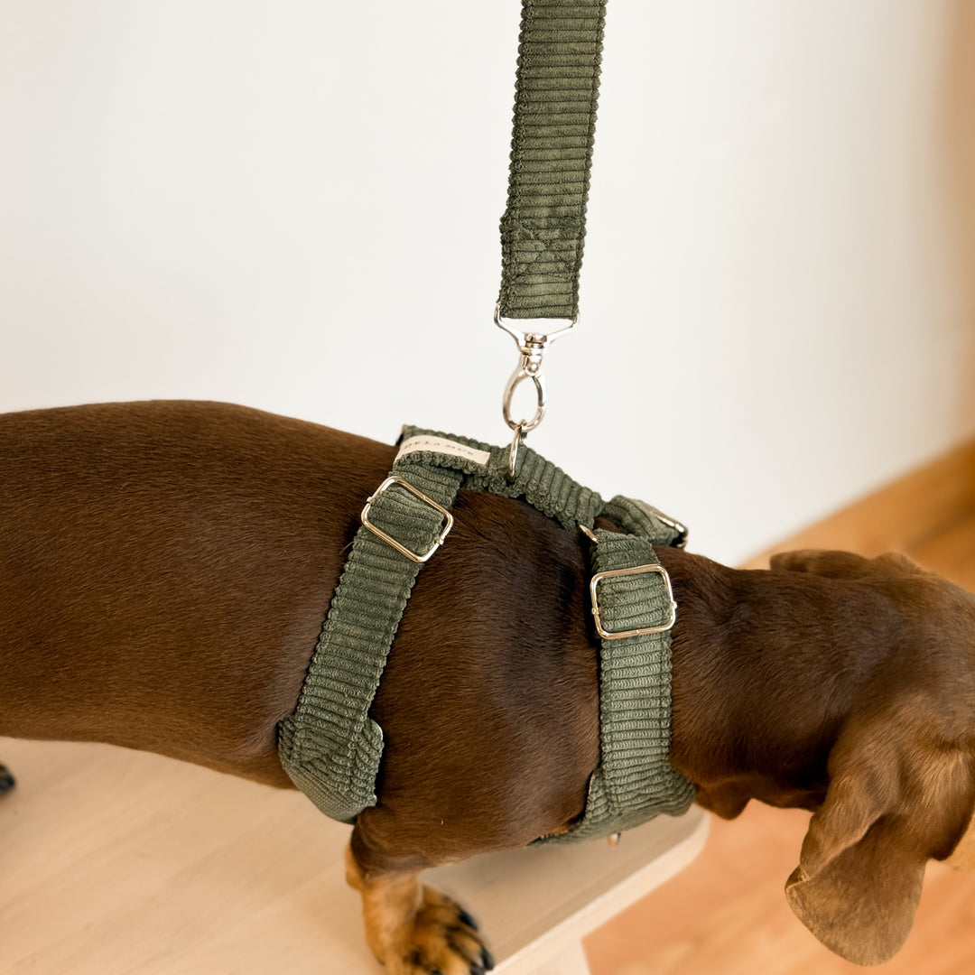 Pack Arnés y Correa Tree