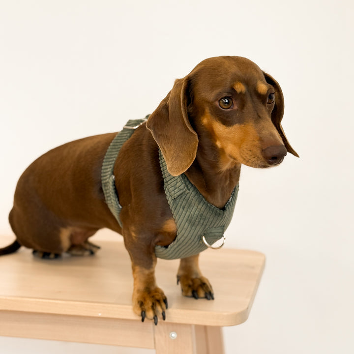 Pack Arnés y Correa Tree