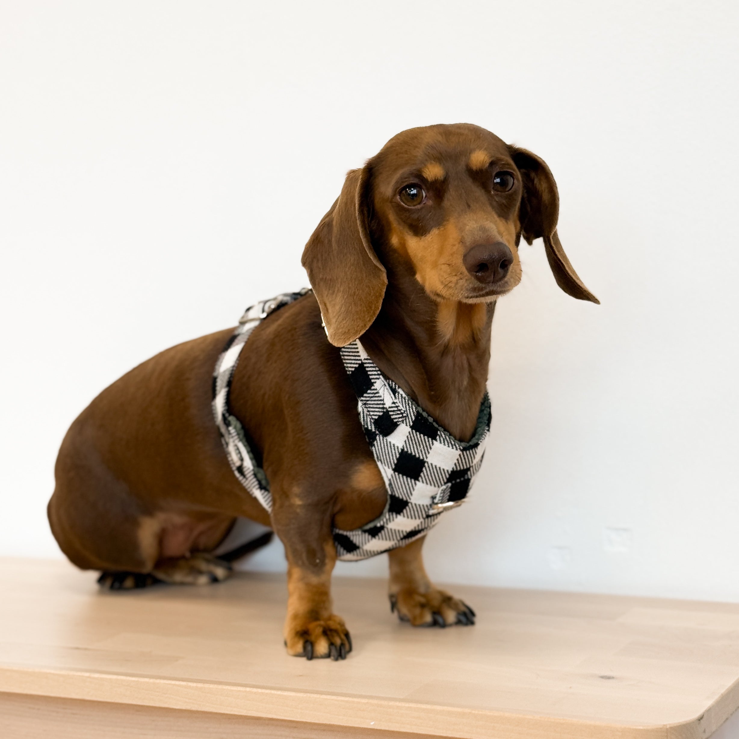 NOVEDADES INVIERNO 25