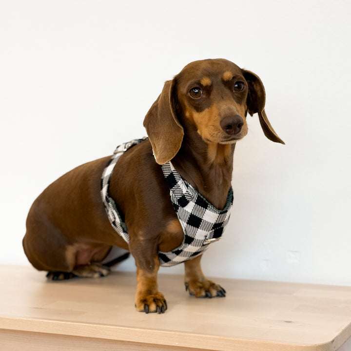 Pack Arnés y Correa Vito