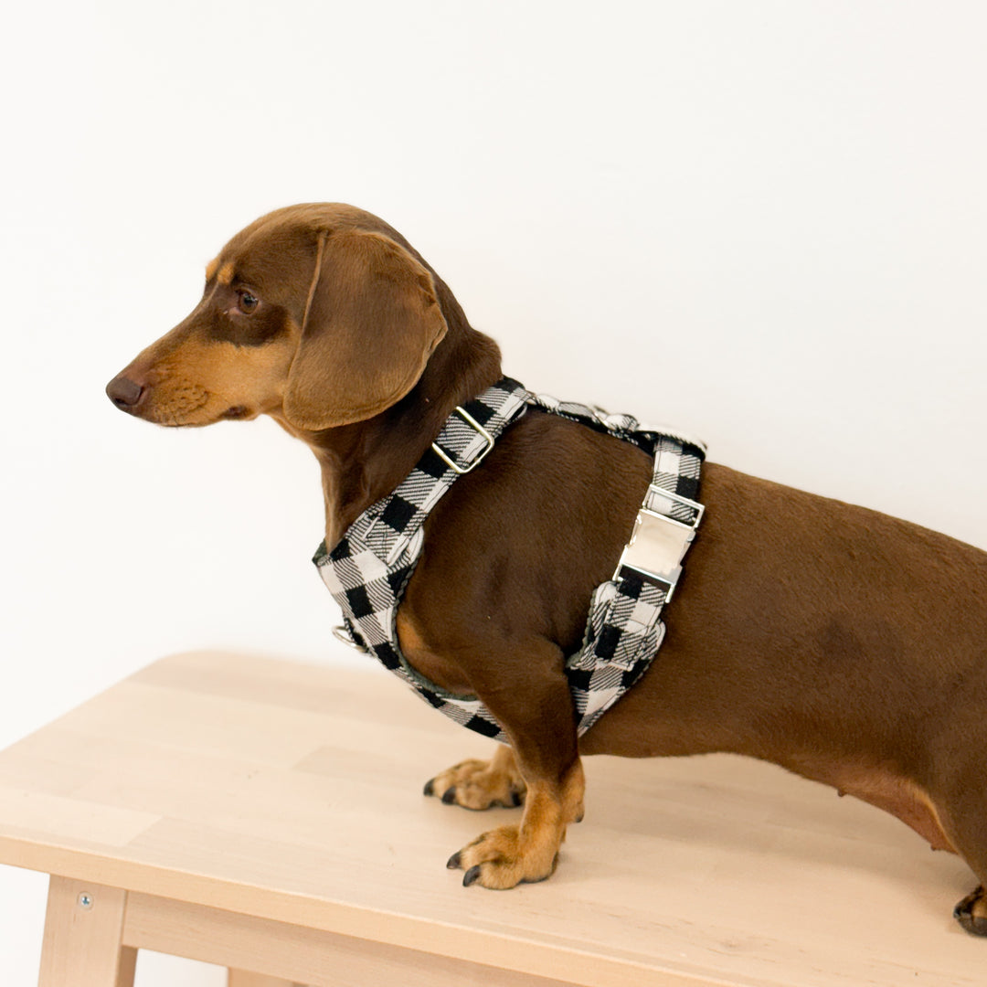 Pack Arnés y Correa Vito