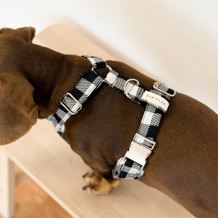 Pack Arnés y Correa Vito