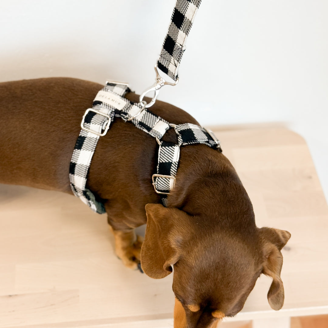 Pack Arnés y Correa Vito